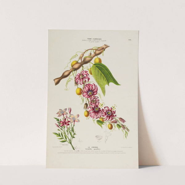 Flore d'Amérique, dessinée d'après nature sur les lieux Pl.146 by Etienne Denisse