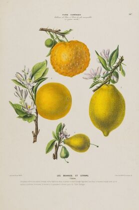 Flore d’AmeÌrique, dessineÌe d’apreÌs nature sur les lieux Pl.147