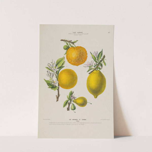 Flore d'Amérique, dessinée d'après nature sur les lieux Pl.147 by Etienne Denisse