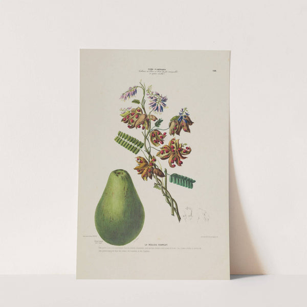 Flore d'Amérique, dessinée d'après nature sur les lieux Pl.148 by Etienne Denisse