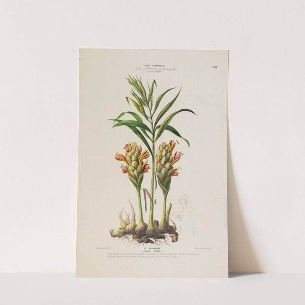 Flore d'Amérique, dessinée d'après nature sur les lieux Pl.149 by Etienne Denisse