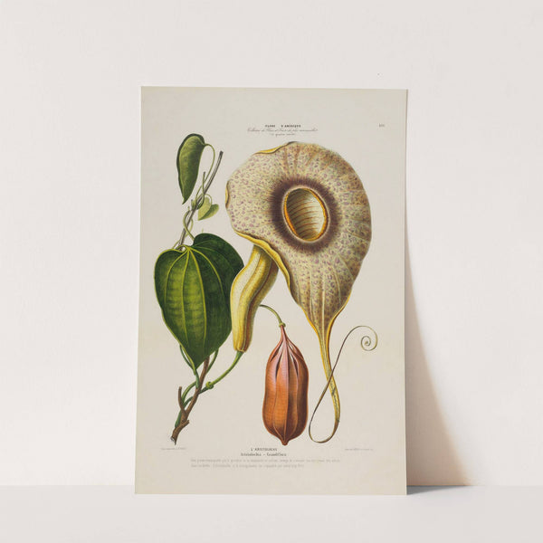 Flore d'Amérique, dessinée d'après nature sur les lieux Pl.150 by Etienne Denisse