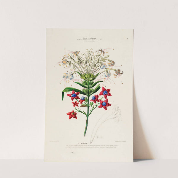 Flore d'Amérique, dessinée d'après nature sur les lieux Pl.152 by Etienne Denisse