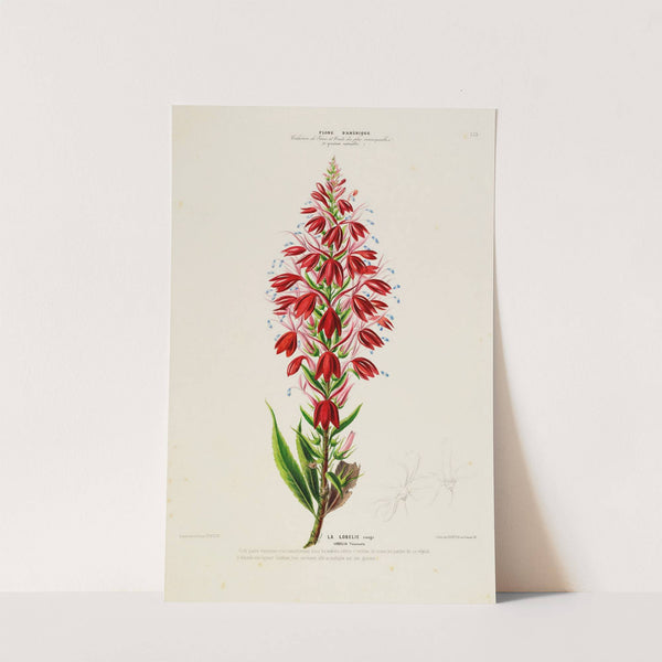 Flore d'Amérique, dessinée d'après nature sur les lieux Pl.153 by Etienne Denisse