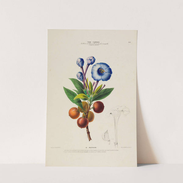 Flore d'Amérique, dessinée d'après nature sur les lieux Pl.154 by Etienne Denisse