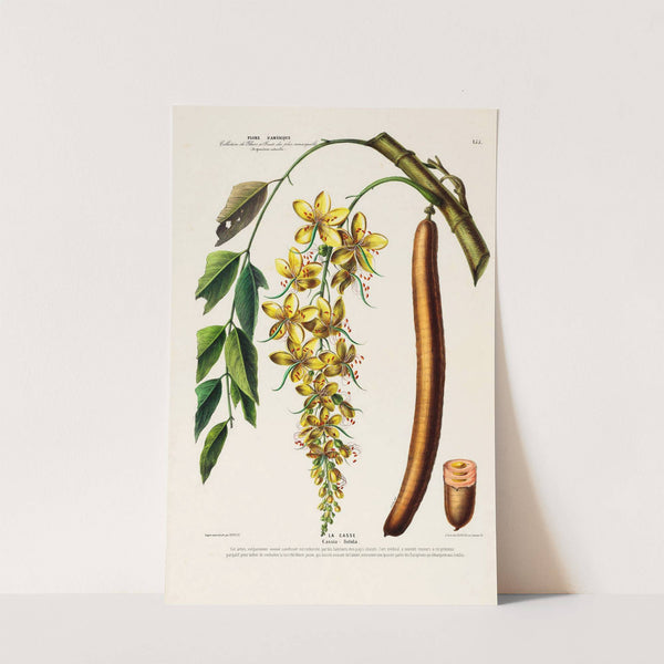 Flore d'Amérique, dessinée d'après nature sur les lieux Pl.155 by Etienne Denisse