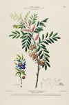 Flore d’Amérique, dessinée d’après nature sur les lieux Pl.156