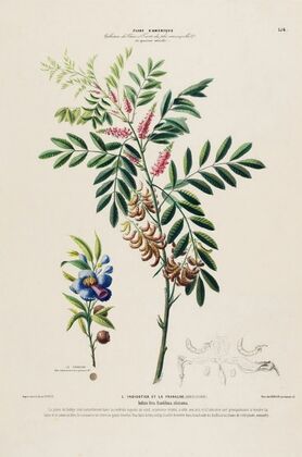 Flore d’Amérique, dessinée d’après nature sur les lieux Pl.156