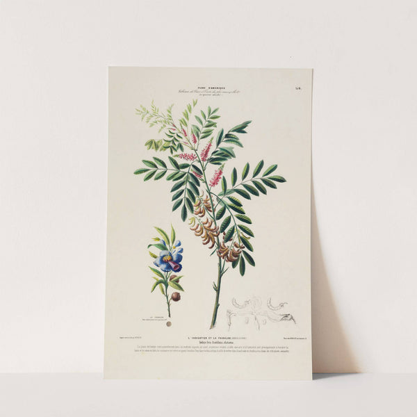 Flore d’Amérique, dessinée d’après nature sur les lieux Pl.156 (1843) by Etienne Denisse