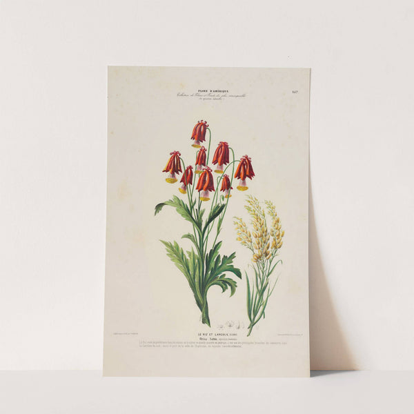 Flore d’Amérique, dessinée d’après nature sur les lieux Pl.157 (1843) by Etienne Denisse