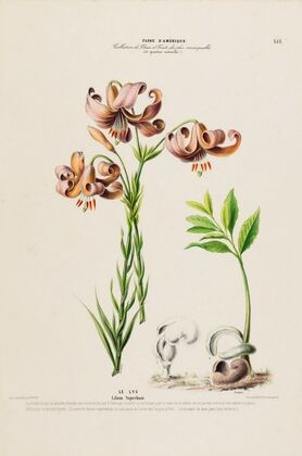 Flore d’Amérique, dessinée d’après nature sur les lieux Pl.158