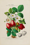 Flore d’Amérique, dessinée d’après nature sur les lieux Pl.159
