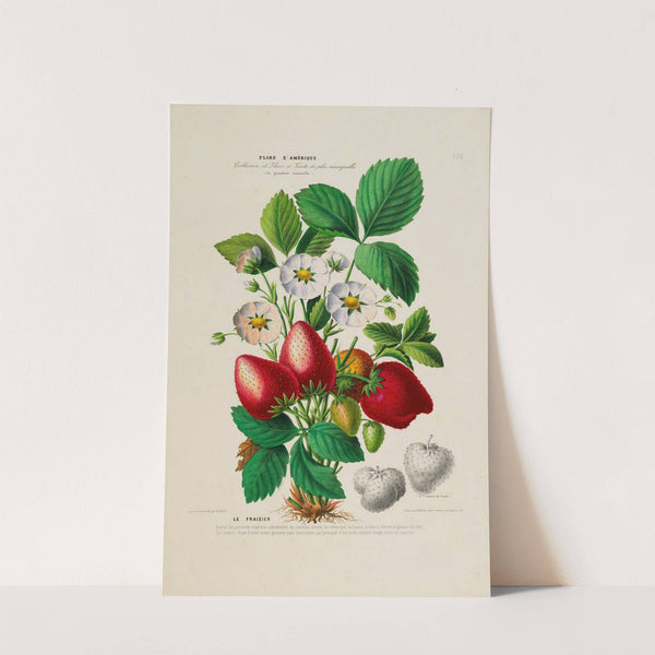 Flore d’Amérique, dessinée d’après nature sur les lieux Pl.159 (1843) by Etienne Denisse