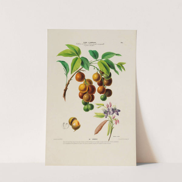 Flore d’Amérique, dessinée d’après nature sur les lieux Pl.160 (1843) by Etienne Denisse