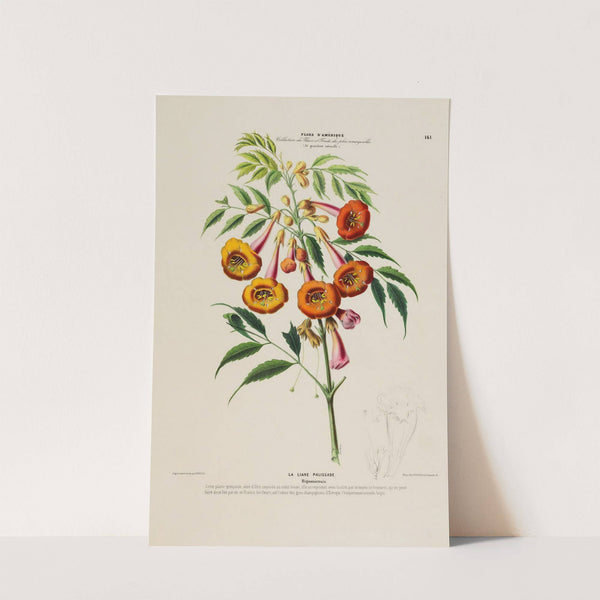 Flore d’Amérique, dessinée d’après nature sur les lieux Pl.161 (1843) by Etienne Denisse