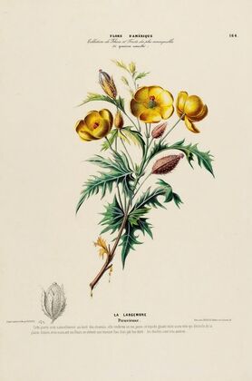 Flore d’Amérique, dessinée d’après nature sur les lieux Pl.164