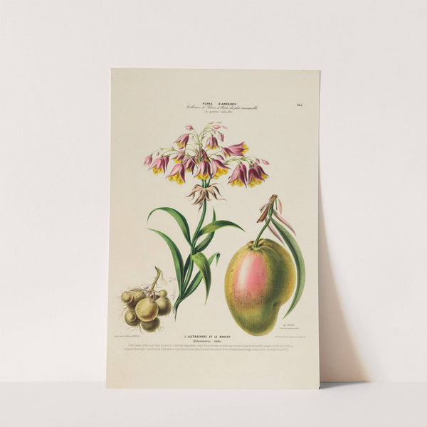 Flore d’Amérique, dessinée d’après nature sur les lieux Pl.165 (1843) by Etienne Denisse