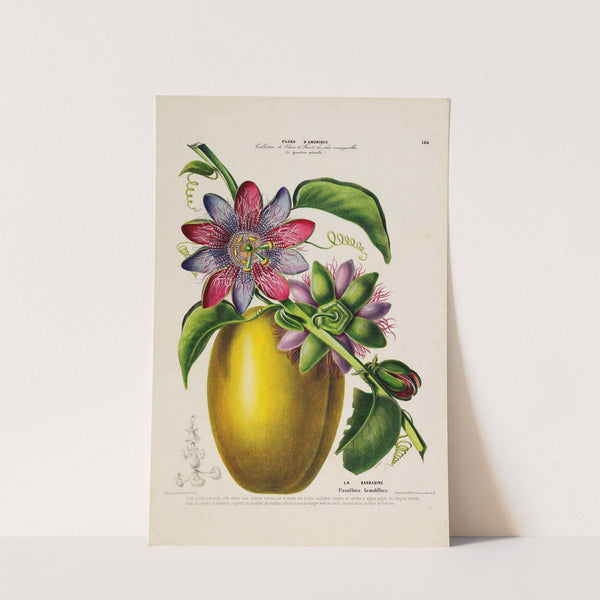 Flore d'Amérique, dessinée d'après nature sur les lieux Pl.166 by Etienne Denisse