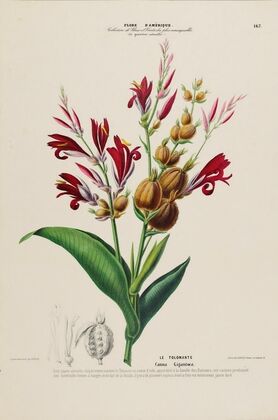 Flore d’AmeÌrique, dessineÌe d’apreÌs nature sur les lieux Pl.167