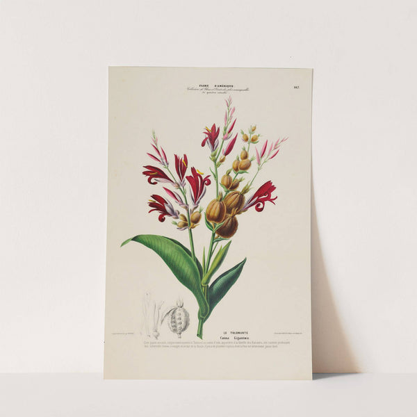 Flore d'Amérique, dessinée d'après nature sur les lieux Pl.167 by Etienne Denisse