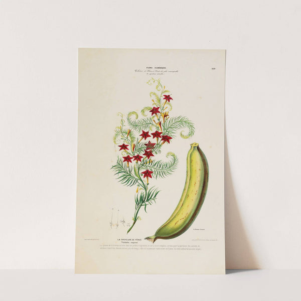 Flore d'Amérique, dessinée d'après nature sur les lieux Pl.169 by Etienne Denisse