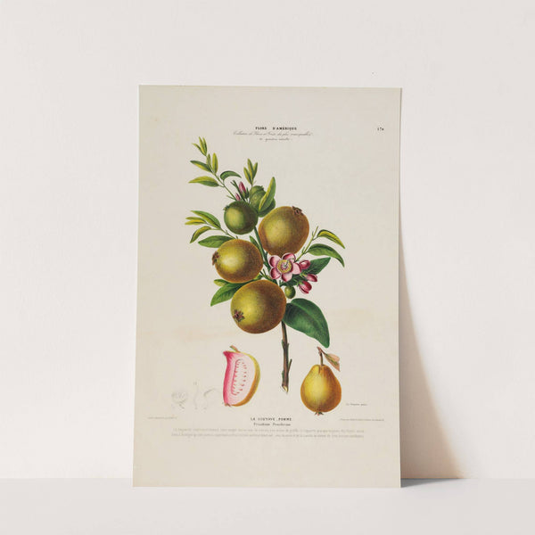 Flore d'Amérique, dessinée d'après nature sur les lieux Pl.170 by Etienne Denisse