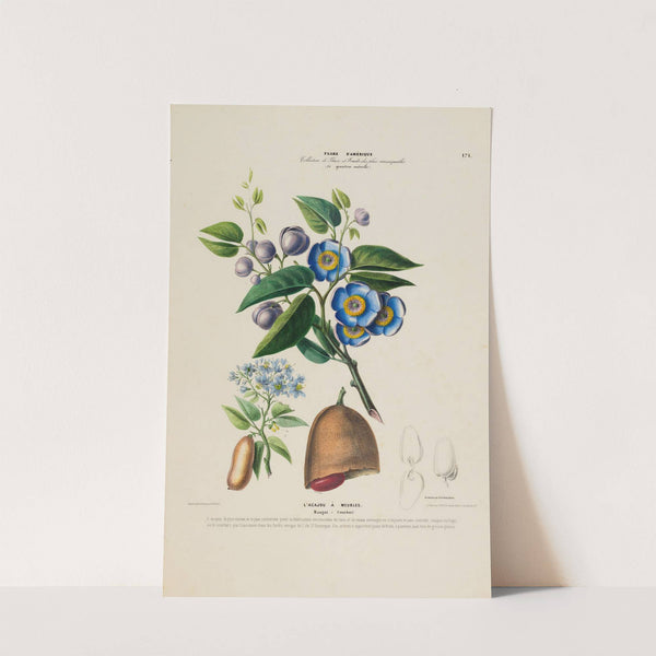 Flore d'Amérique, dessinée d'après nature sur les lieux Pl.171 by Etienne Denisse