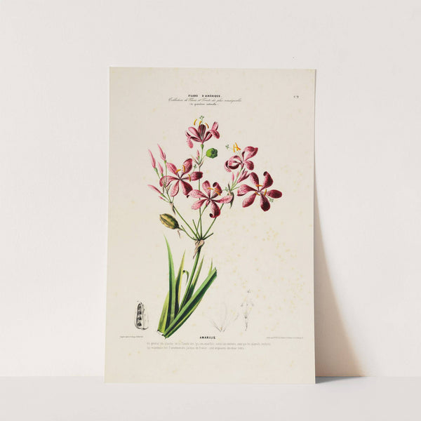 Flore d'Amérique, dessinée d'après nature sur les lieux Pl.172 by Etienne Denisse