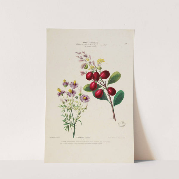 Flore d'Amérique, dessinée d'après nature sur les lieux Pl.173 by Etienne Denisse