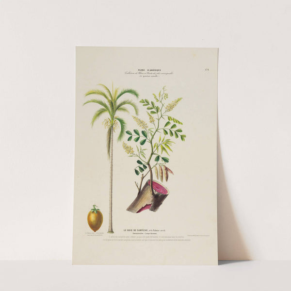 Flore d'Amérique, dessinée d'après nature sur les lieux Pl.174 by Etienne Denisse