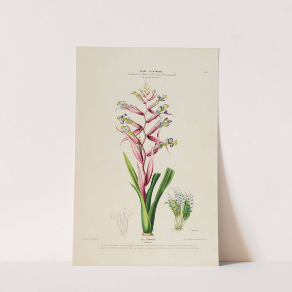 Flore d'Amérique, dessinée d'après nature sur les lieux Pl.175 by Etienne Denisse