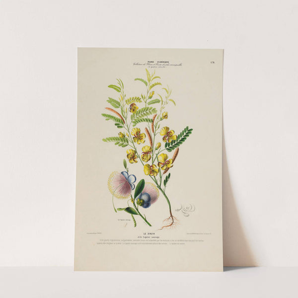 Flore d'Amérique, dessinée d'après nature sur les lieux Pl.176 by Etienne Denisse