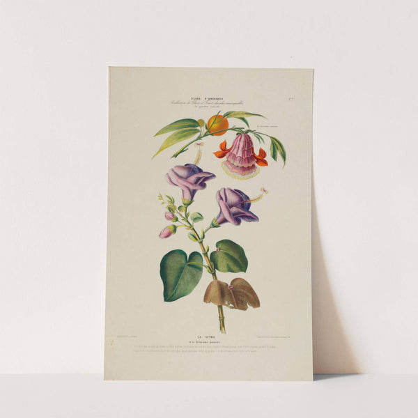 Flore d'Amérique, dessinée d'après nature sur les lieux Pl.177 by Etienne Denisse