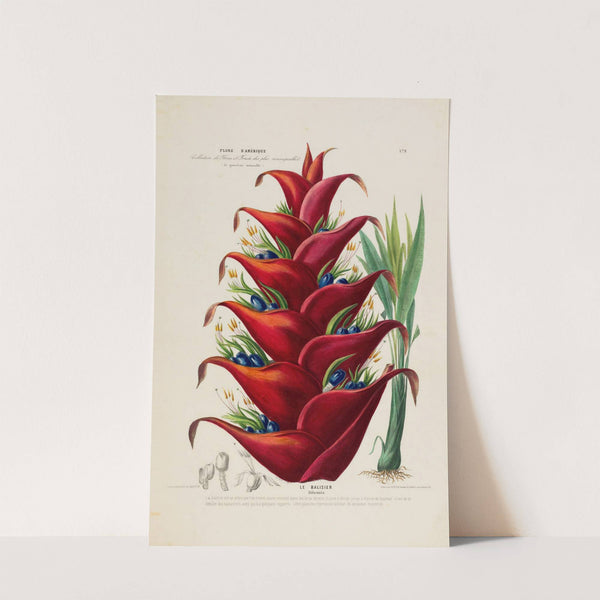 Flore d'Amérique, dessinée d'après nature sur les lieux Pl.179 by Etienne Denisse