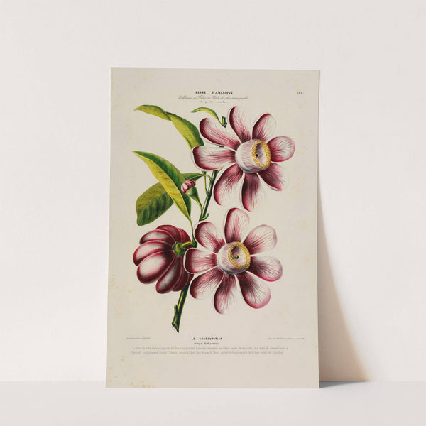 Flore d'Amérique, dessinée d'après nature sur les lieux Pl.181 by Etienne Denisse