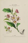 Flore d’AmeÌrique, dessineÌe d’apreÌs nature sur les lieux Pl.183