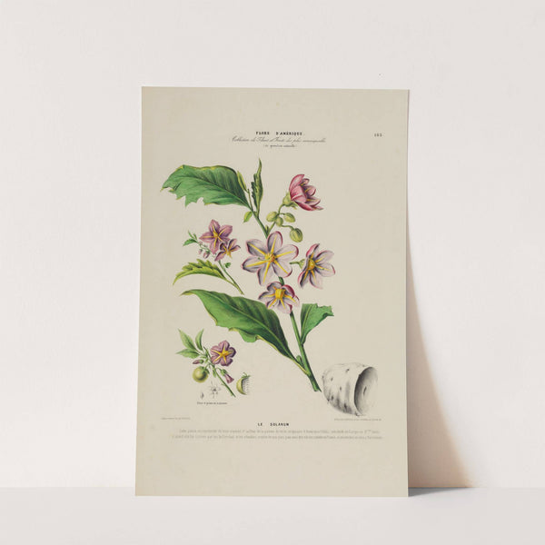 Flore d'Amérique, dessinée d'après nature sur les lieux Pl.183 by Etienne Denisse