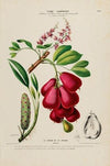 Flore d’AmeÌrique, dessineÌe d’apreÌs nature sur les lieux Pl.184