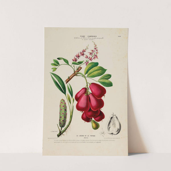 Flore d'Amérique, dessinée d'après nature sur les lieux Pl.184 by Etienne Denisse