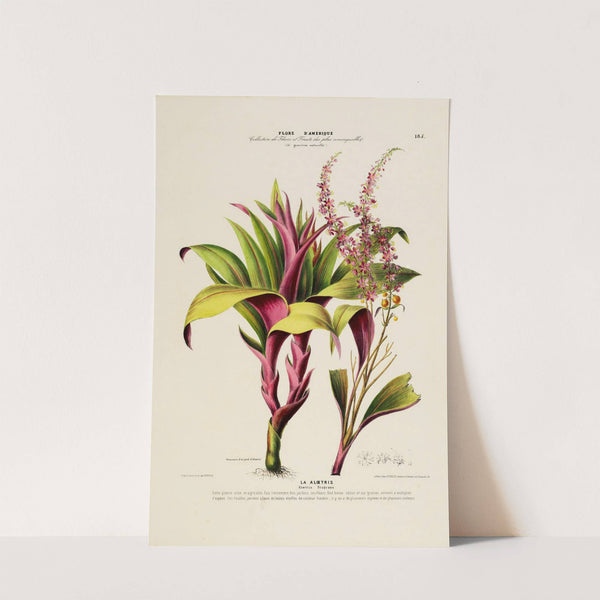 Flore d'Amérique, dessinée d'après nature sur les lieux Pl.185 by Etienne Denisse