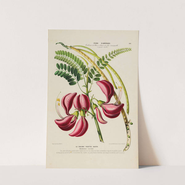 Flore d'Amérique, dessinée d'après nature sur les lieux Pl.186 by Etienne Denisse