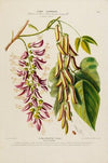 Flore d’AmeÌrique, dessineÌe d’apreÌs nature sur les lieux Pl.187