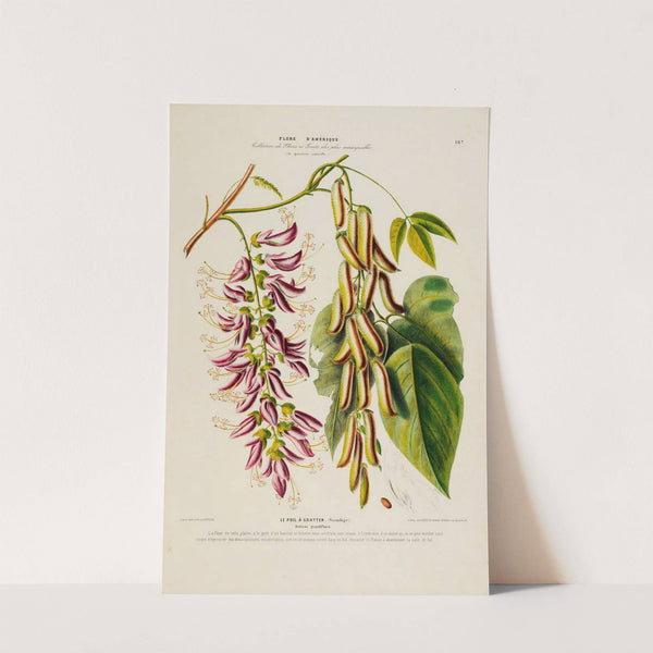 Flore d'Amérique, dessinée d'après nature sur les lieux Pl.187 by Etienne Denisse