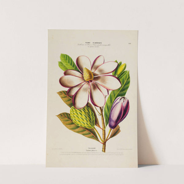 Flore d'Amérique, dessinée d'après nature sur les lieux Pl.188 by Etienne Denisse