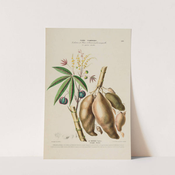 Flore d'Amérique, dessinée d'après nature sur les lieux Pl.189 by Etienne Denisse