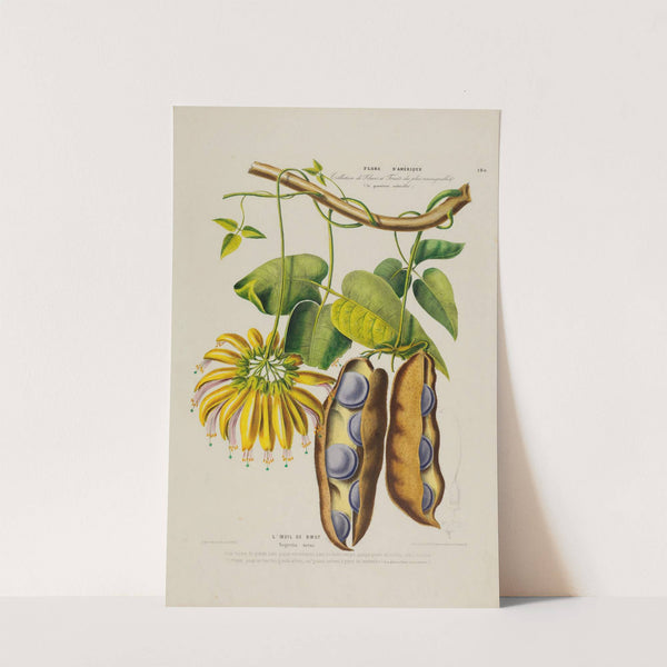 Flore d'Amérique, dessinée d'après nature sur les lieux Pl.190 by Etienne Denisse