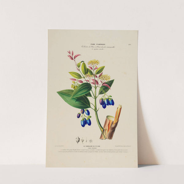 Flore d'Amérique, dessinée d'après nature sur les lieux Pl.191 by Etienne Denisse