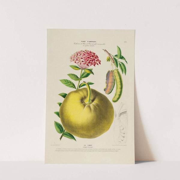 Flore d'Amérique, dessinée d'après nature sur les lieux Pl.192 by Etienne Denisse