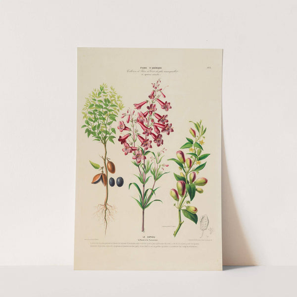 Flore d'Amérique, dessinée d'après nature sur les lieux Pl.193 by Etienne Denisse