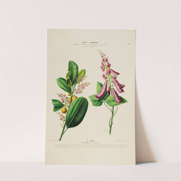 Flore d'Amérique, dessinée d'après nature sur les lieux Pl.194 by Etienne Denisse